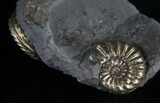 Double Pyritized Pleuroceras Ammonite - Germany #9040-2